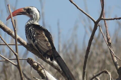 16-dages fugletur i Senegal: Udforsk Sahelian Avifauna
