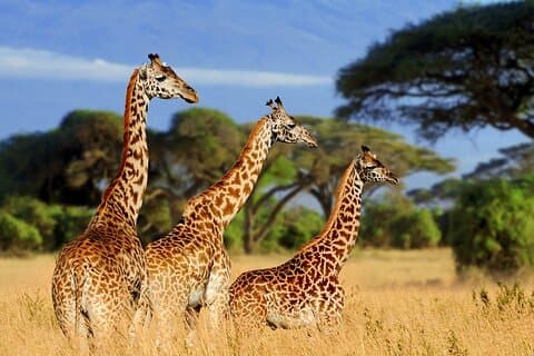 7 Días Explora Northern Parks Comfort Safari