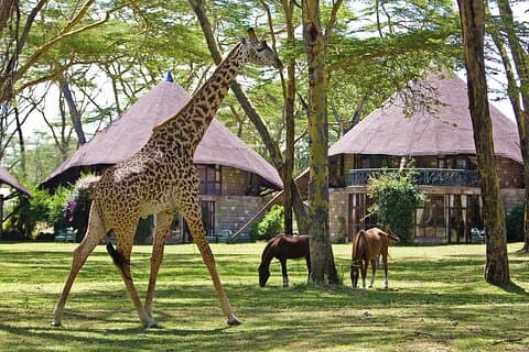 4-dagars Masai Mara Lake Naivasha 4X4 Land Cruiser Safari