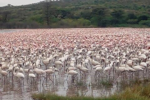 Safari di 2 giorni sul Lago di Bogoria e sul Parco Nazionale del Lago Nakuru