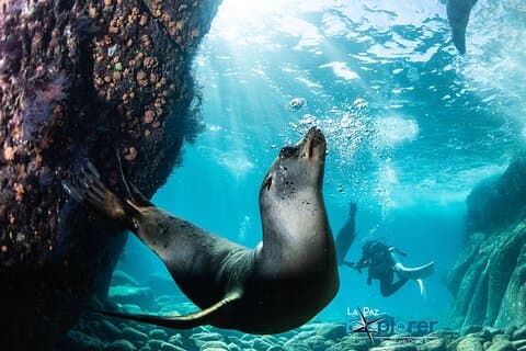 Scuba Diving Adventure in La Paz