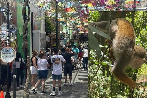 Combo : Visite des singes et de la ville historique