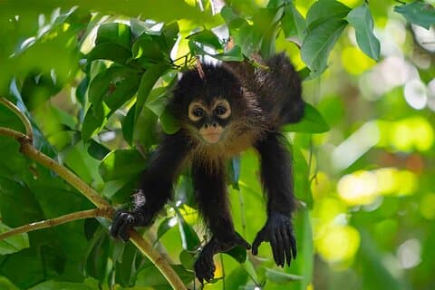 Corcovado National Park: La leona Wildlife Day Tour