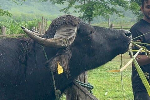 Laos Buffalo Dairy Tours Interact, Learn and Taste Fresh Flavors