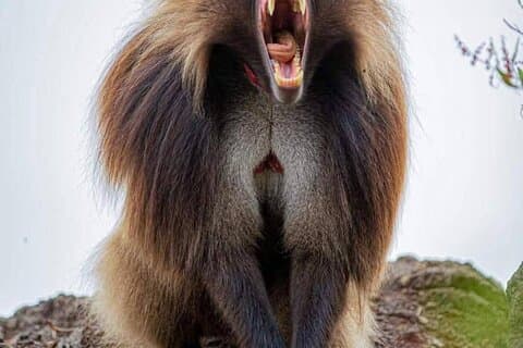 21 jours d'aventure Ethiopian Wonders