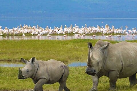 Kenya Explorer : A 7 - Safari su strada di un giorno al Maasai Mara (Classic)