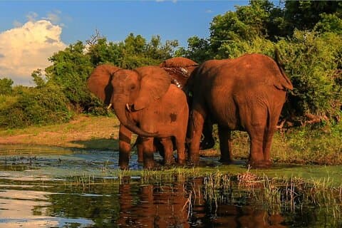 Safari di 2 giorni al Parco Nazionale Kruger da Johannesburg