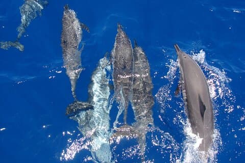 All-inclusive Elite VIP Dolphin House con massaggi e sport acquatici