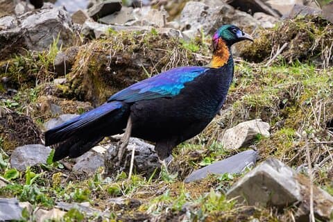 3 - Tour di un giorno di Chengdu Bird-Watching (aree vicine