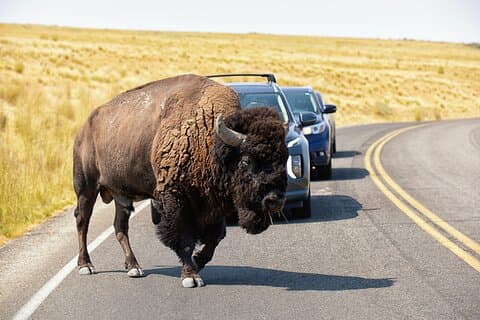 Hotell nära Antelope Island Wildlife Expedition