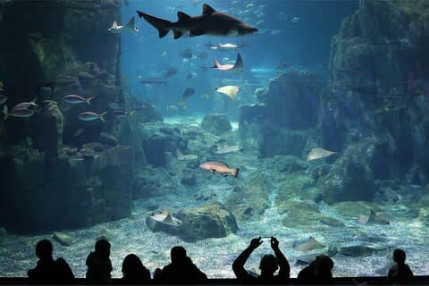 Tour dell'acquario e dello shopping di Istanbul con trasferimenti dall'hotel
