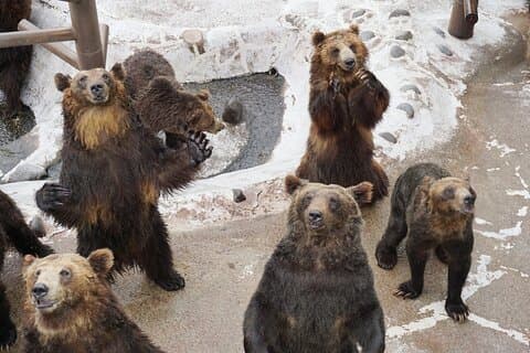 Hokkaido: Bear Park and Jigokudani Hell Valley Tour