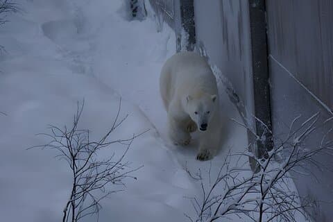 Ranua Arctic Zoo - Een begeleide dagtour vanuit Rovaniemi