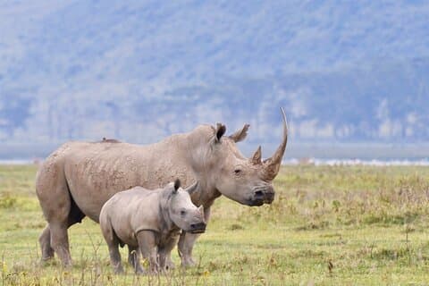 6 jours Masai Mara dans les parcs nationaux du lac Nakuru et Amboseli