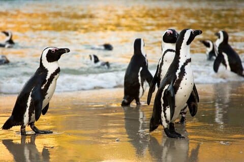 Excursión privada de día completo a la Península del Cabo : playas, pingüinos y más