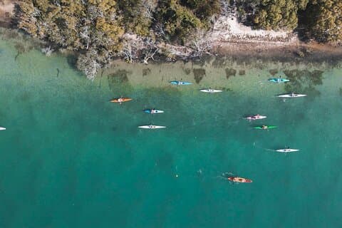 Mangroves and Mansions Guided Kayak Tour on the Noosa River