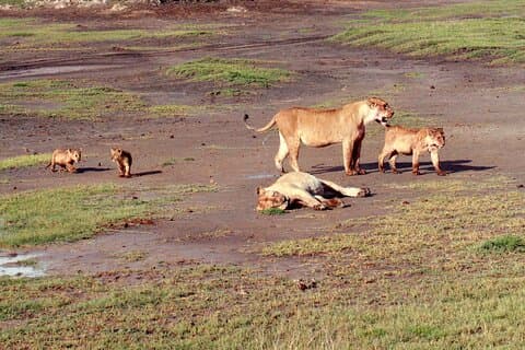 7-Day Bush and Beach Safari Mid-Range