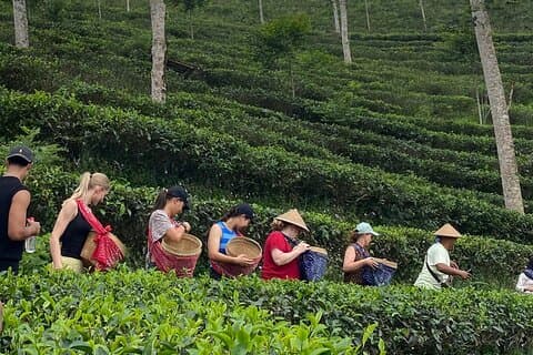 Private Half-Day Tea Village Discovery with lunch in Yogyakarta