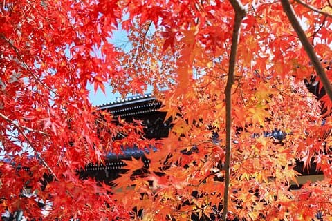 京都紅葉マイカーツアー寺院と庭園