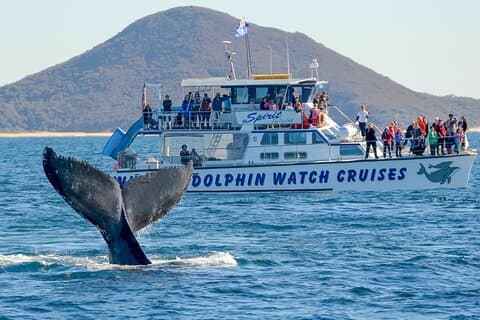 Port Stephens, departing Newcastle - Whales, hike & sand dunes!