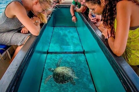 1 timers bådtur med transport – Sharm El Sheikh