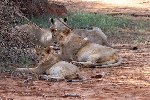 Ontdek Amboseli en Tsavo Private 5 - Dag Avontuur