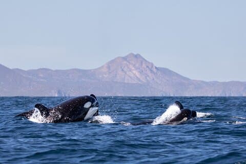 Wildlife expedition in the Sea of Cortez private trip