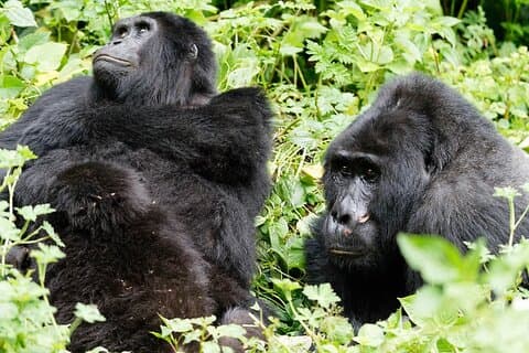 3 Days Gorilla Trekking Safari in Bwindi