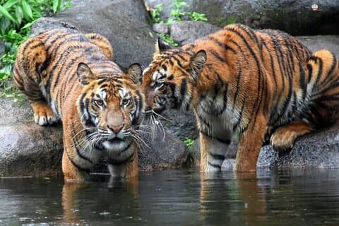 Excursión de 8 días al Triángulo Dorado con el Parque Nacional Jim Corbett