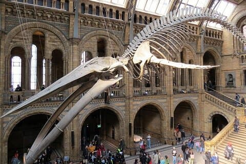 Privéwandeling door het Natuurhistorisch Museum van Londen