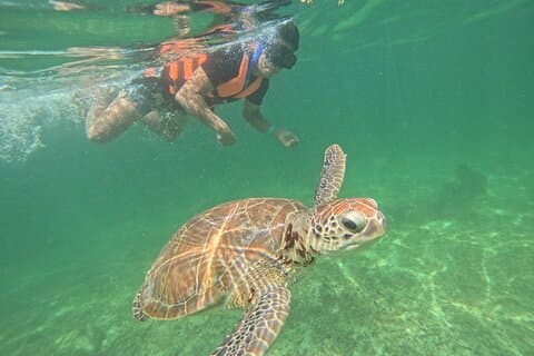 Schnorcheln mit Meeresschildkröten in Akumal