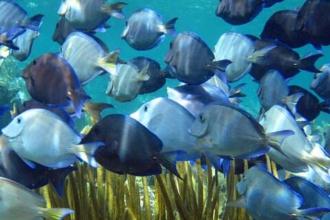 Inngang Nivå PADI Kurs Discovery Dykking