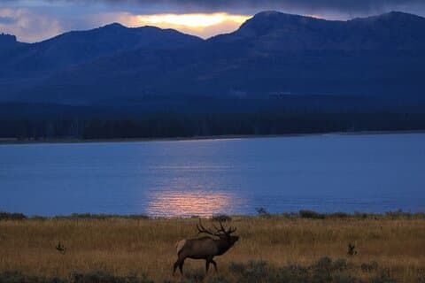 Yellowstone Privately Guided Safari at Sunset