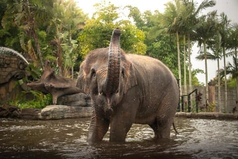 Australia Zoo Private Group Tour from Brisbane