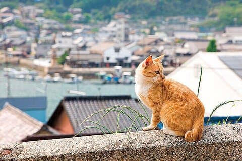 Onomichi and Fukuyama Day Tour