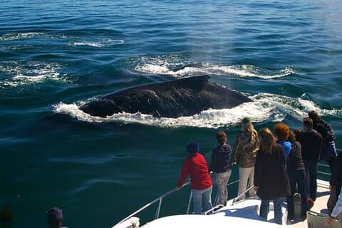 Hermanus Whale Boat Watching, Penguins & Wine Tasting de CapeT