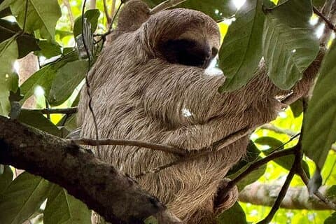 Sloth Observation and Tropical Fruit Tasting Hike
