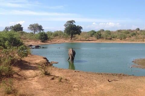 Safari en Udawalawe