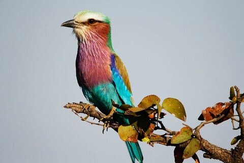 Full Day Birding in Kruger National Park With Picnic Lunch