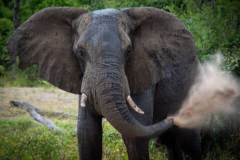 Explorar 2 días Chobe Day Tour + cataratas Tour guiado