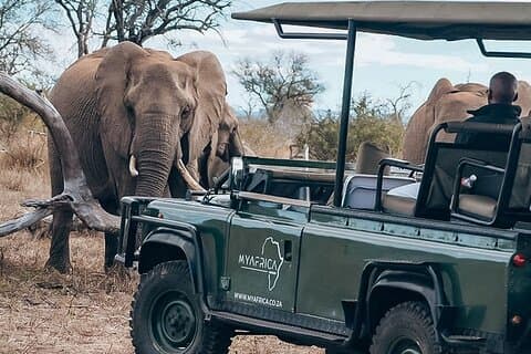 Fantastisk full dag Kruger nasjonalpark Big 5 Safari