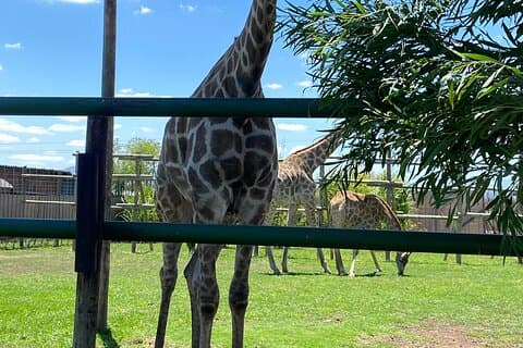 Cape Town Cheetah and Giraffe Sanctuary with Wine tasting