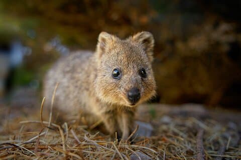 Adelaide Hills Wine & Wildlife Private Tour, inc Hahndorf & lunch