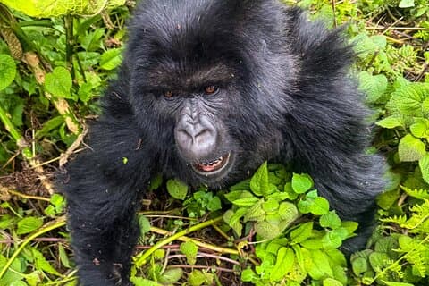 4 Dagar Rwanda Tour med Gorilla och Schimpans Trekking