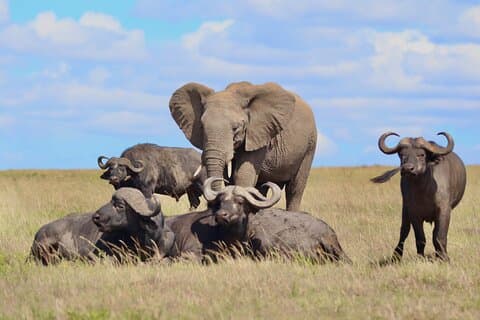 Excursion d'une journée à la réserve Maasai Mara de Nairobi