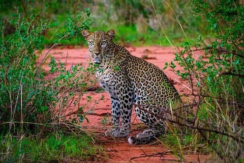 ディアニまたはモンバサから2泊3日のツァボ東西