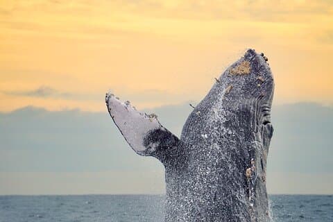 Tour de observación de ballenas con biólogo marino