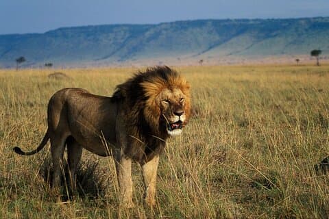 9 Day Kenya Safari Visit Top National Parks