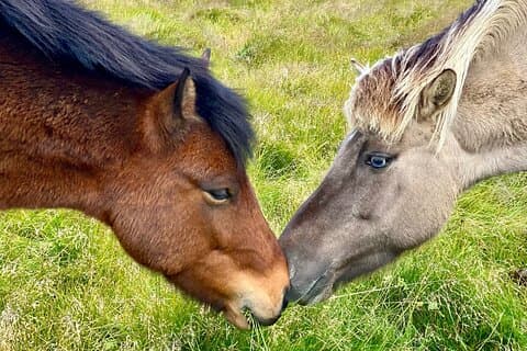 Farm Visit & Cozy Stay com Golden e Silver Circle Wonders
