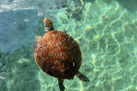 ジョザニの森サラーム洞窟とパジェビーチ